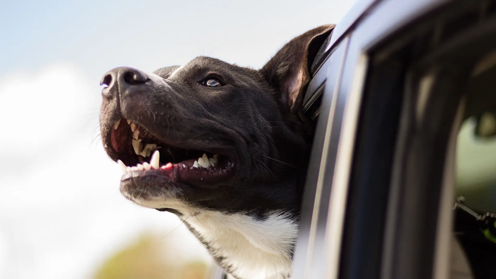 Vacaciones con perros: esto es lo que tienes que saber antes de salir de viaje con tu mascota