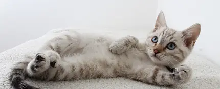 Calcula cuántos años tiene tu gato Calcula cuántos años tiene tu gato