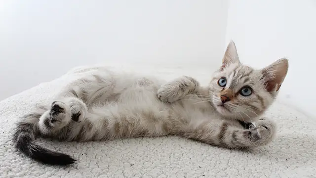 Calcula cuántos años tiene tu gato
