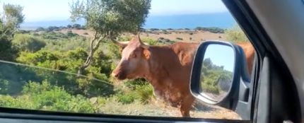 &quot;Perd&oacute;n, &iquest;pa Bolonia?&quot;: el v&iacute;deo viral de la vaca dando indicaciones para ir a la playa