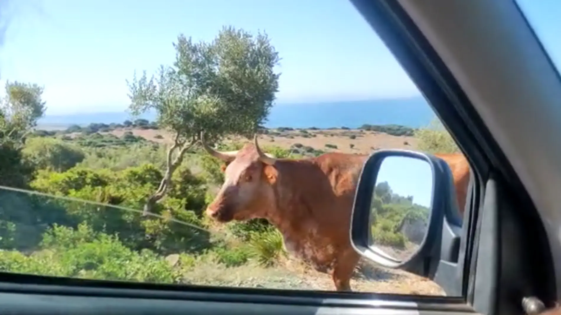 "Perdón, ¿pa Bolonia?": el vídeo viral de la vaca dando indicaciones para ir a la playa