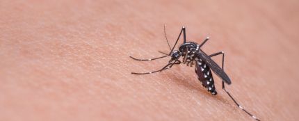 ¿Por qué te pican los mosquitos a ti más que a nadie? Cinco razones, según la ciencia