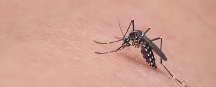 ¿Por qué te pican los mosquitos a ti más que a nadie? Cinco razones, según la ciencia ¿Por qué te pican los mosquitos a ti más que a nadie? Cinco razones, según la ciencia