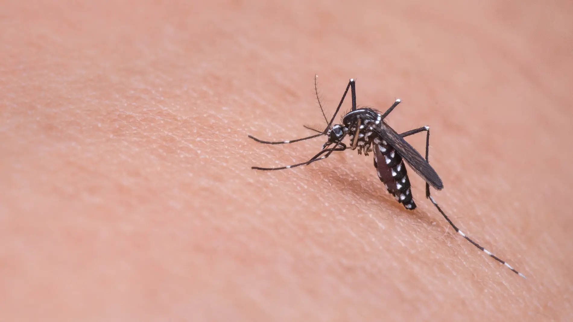 ¿Por qué te pican los mosquitos a ti más que a nadie? Cinco razones, según la ciencia