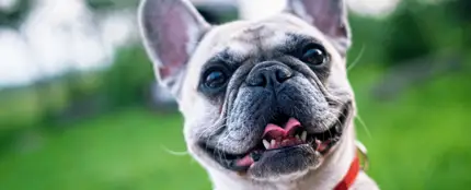 Un perro bulldog Un perro bulldog