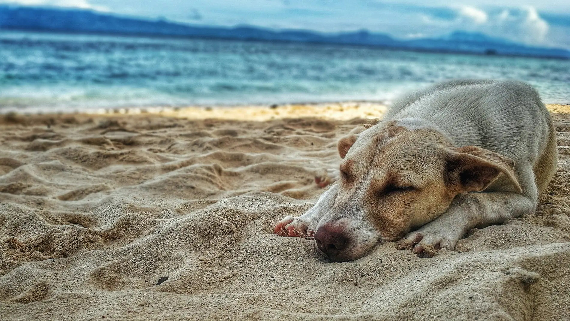 Un perro durmiendo en la playa title=