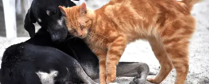 Un gato y un perro jugando Un gato y un perro jugando