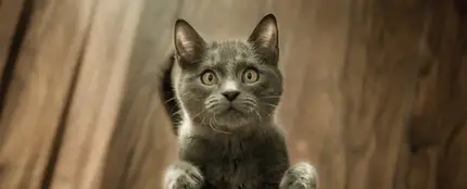 La personalidad de los dueños afecta directamente al bienestar de sus gatos La personalidad de los dueños afecta directamente al bienestar de sus gatos