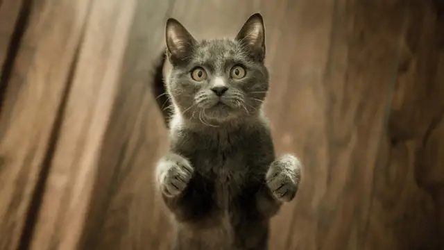La personalidad de los dueños afecta directamente al bienestar de sus gatos