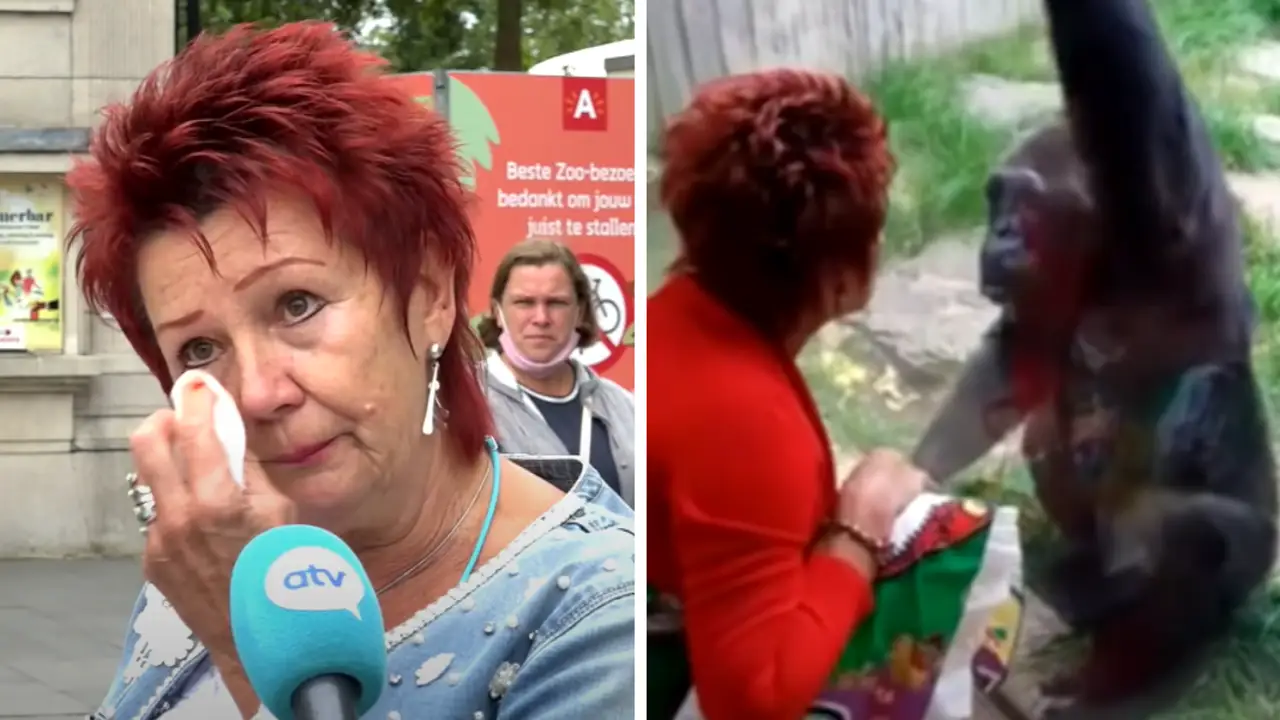 A una mujer le prohíben continuar viendo a un chimpancé con el que tiene una relación A una mujer le prohíben continuar viendo a un chimpancé con el que tiene una relación