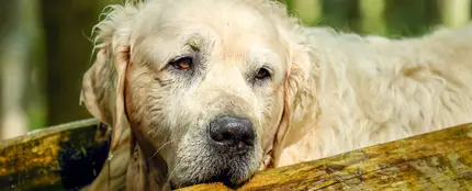 Perro golden retriever Perro golden retriever