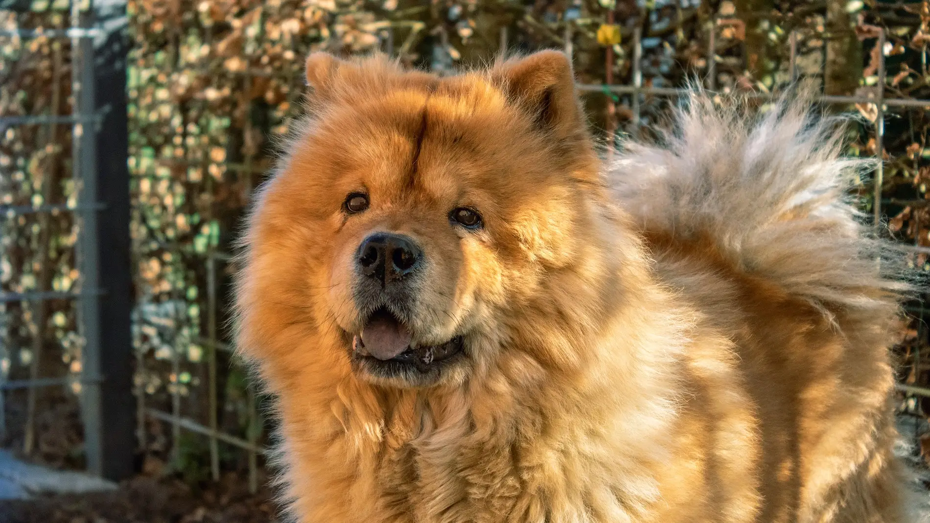 Perro chow chow. title=