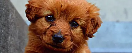 El truco infalible para cortar las uñas de tu perro sin que se estrese ni se mueva demasiado El truco infalible para cortar las uñas de tu perro sin que se estrese ni se mueva demasiado