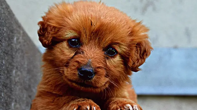 El truco infalible para cortar las uñas de tu perro sin que se estrese ni se mueva demasiado