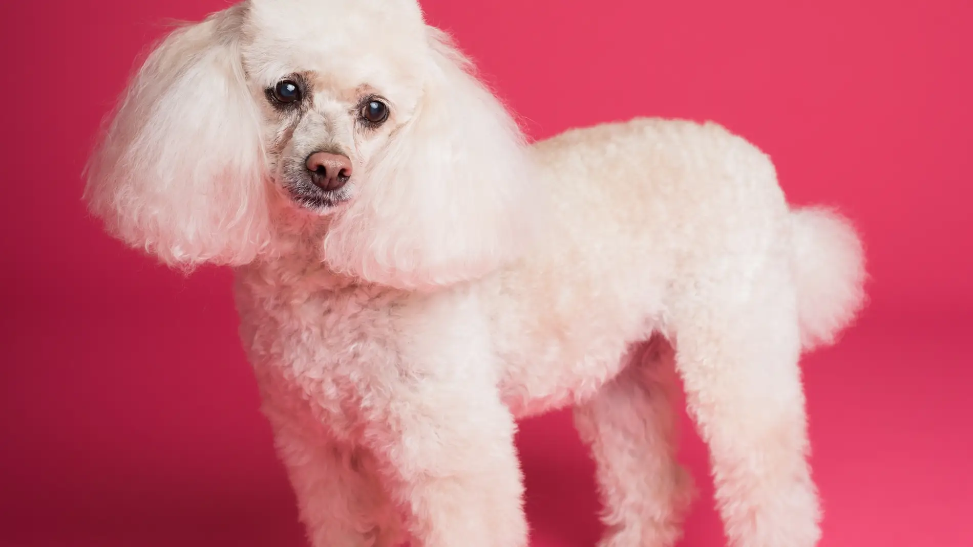 Poodle Poodle