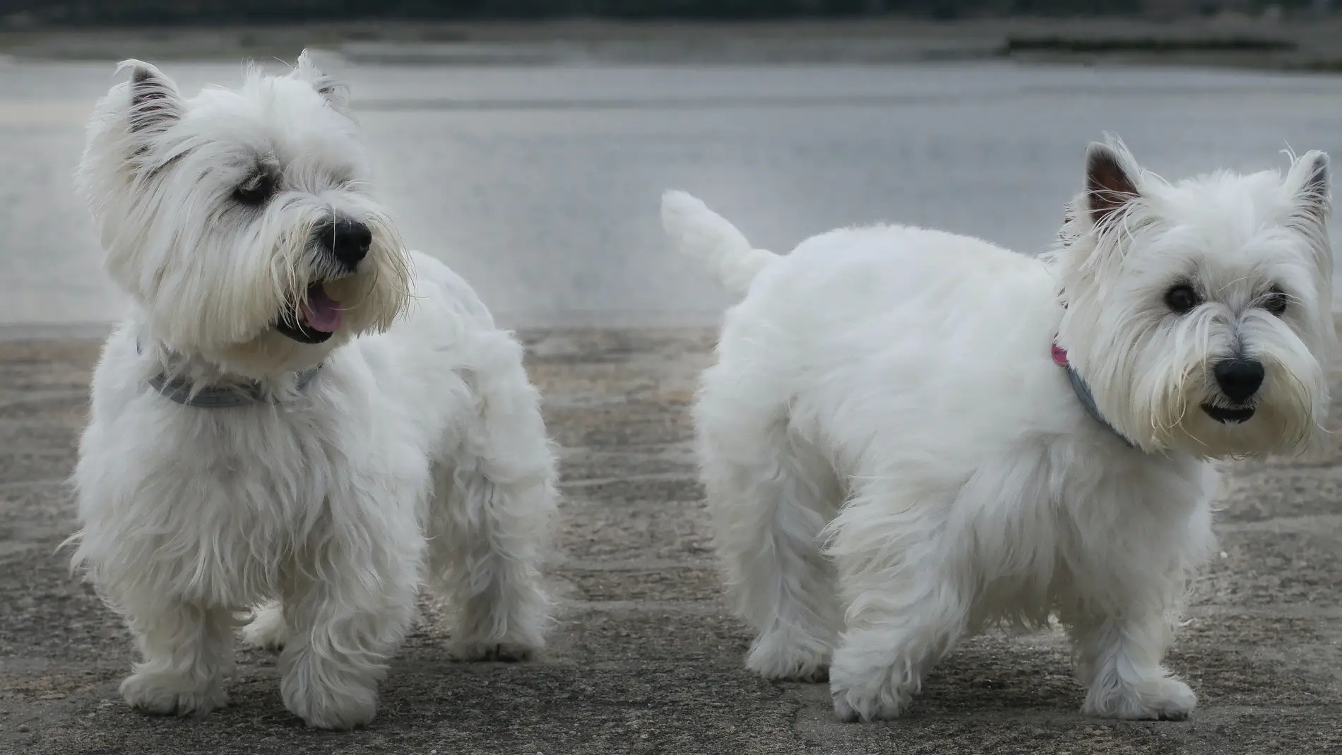 West Highland White Terrier title=