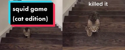 Un gato se une al reto más viral de ‘El juego del calamar’ Un gato se une al reto más viral de ‘El juego del calamar’