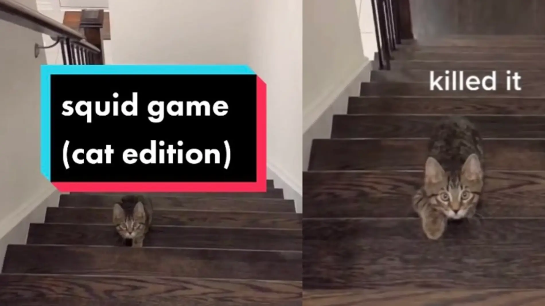 Un gato se une al reto más viral de ‘El juego del calamar’