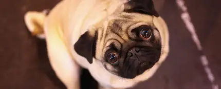 Un estudio explica por qué los perros inclinan la cabeza Un estudio explica por qué los perros inclinan la cabeza