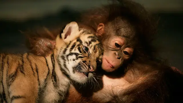 “Seres sintientes”: La ley que protege a los animales ha conseguido la aprobación definitiva del Congreso