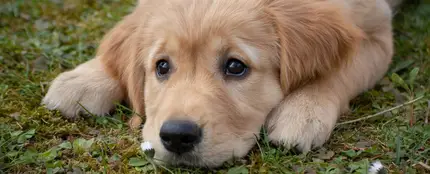 Imagen de archivo de un perro Imagen de archivo de un perro