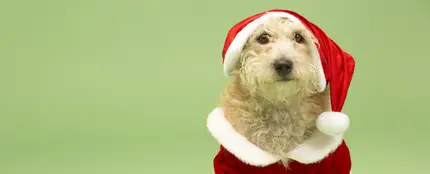 ¿Quieres saber cuál es la canción favorita de los perros? ¿Quieres saber cuál es la canción favorita de los perros?