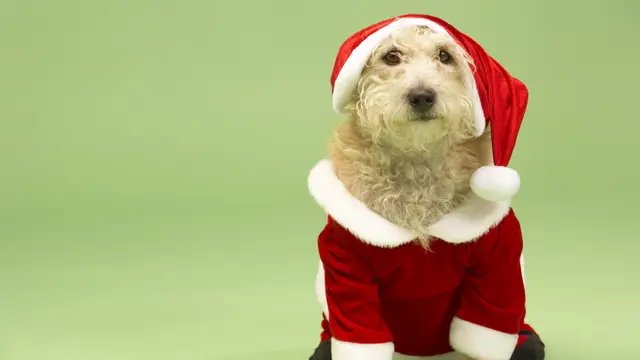 ¿Quieres saber cuál es la canción favorita de los perros?
