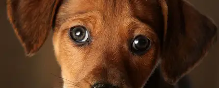 Las mascotas serán un miembro más de la familia ante la ley desde el 5 de enero Las mascotas serán un miembro más de la familia ante la ley desde el 5 de enero