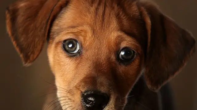 Las mascotas serán un miembro más de la familia ante la ley desde el 5 de enero