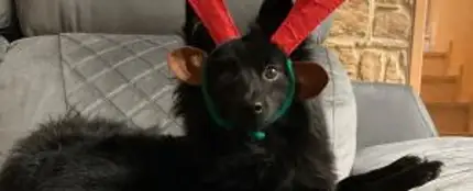 ¡El perro más navideño se gana a los seguidores de Insomnia Radioshow y... un Iphone13! ¡El perro más navideño se gana a los seguidores de Insomnia Radioshow y... un Iphone13!