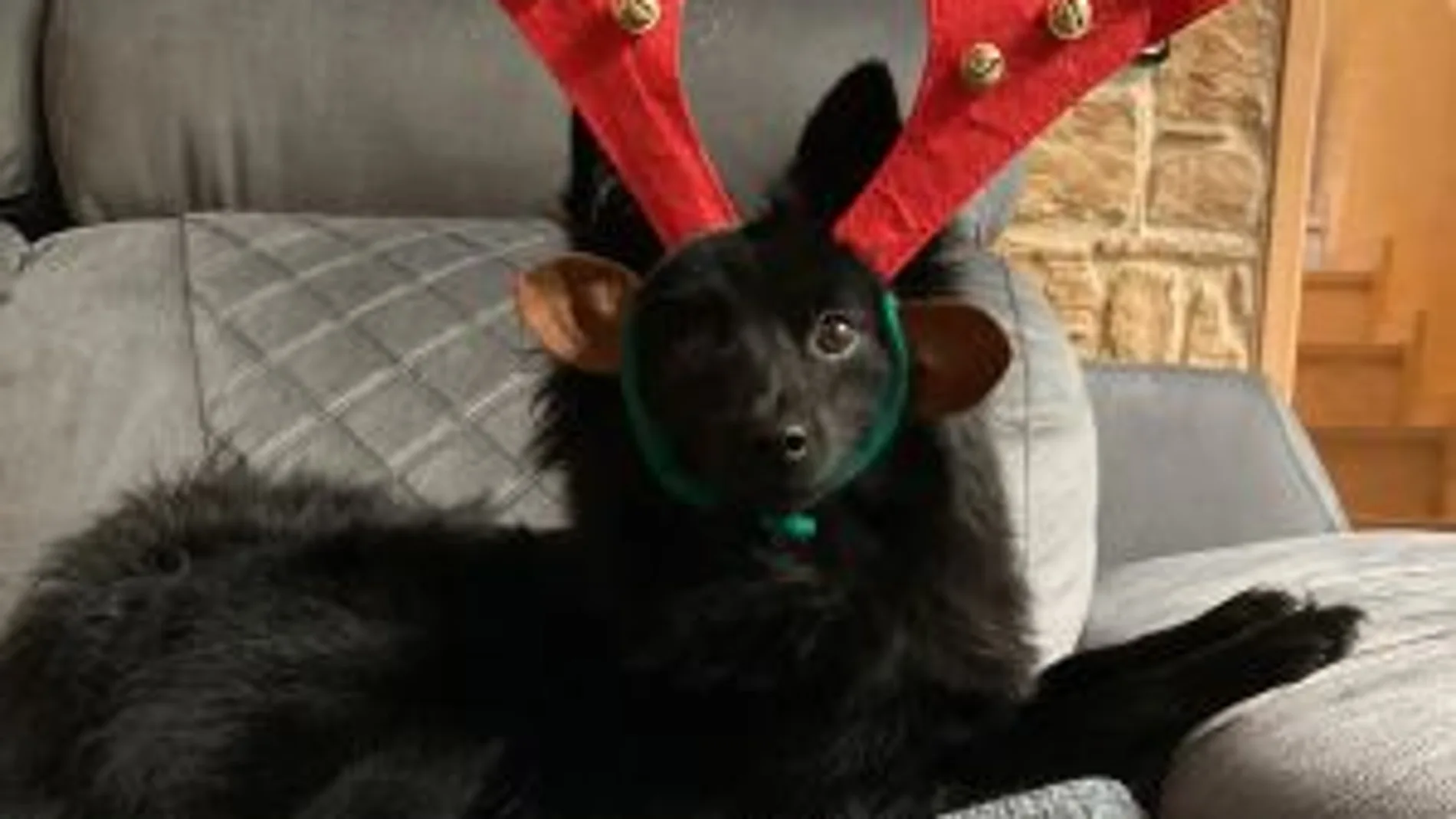 ¡El perro más navideño se gana a los seguidores de Insomnia Radioshow y... un Iphone13!