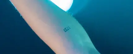 ¿Qué cantante tiene este número tatuado en el brazo? ¿Qué cantante tiene este número tatuado en el brazo?