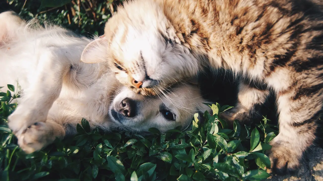 Perros y gatos Perros y gatos