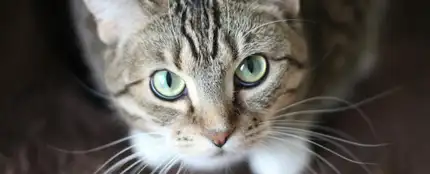 Bigote de gato para invocar la buena suerte Bigote de gato para invocar la buena suerte