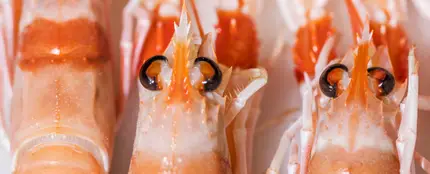 Gambas Gambas