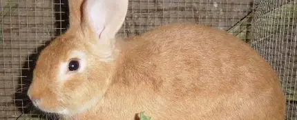 Un conejo común Un conejo común