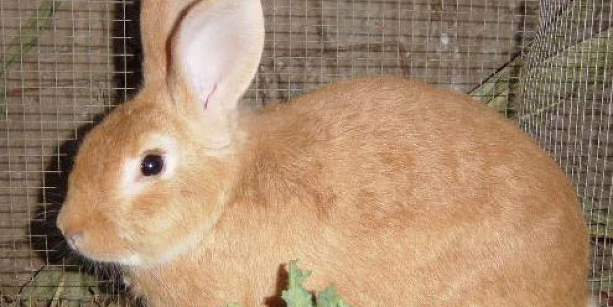 Un conejo común