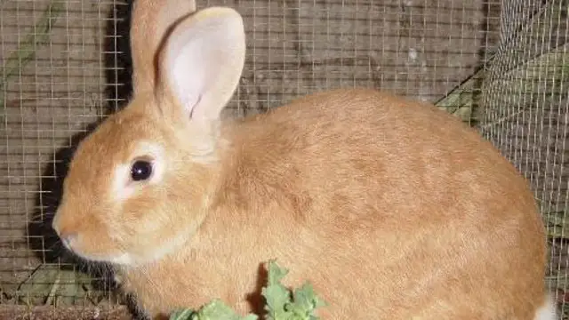 Un conejo común