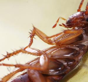 Fotografía de una cucaracha Fotografía de una cucaracha
