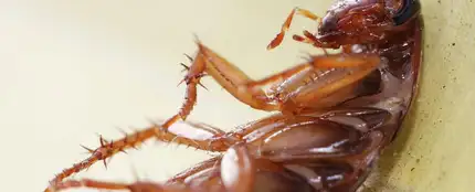 Fotografía de una cucaracha Fotografía de una cucaracha