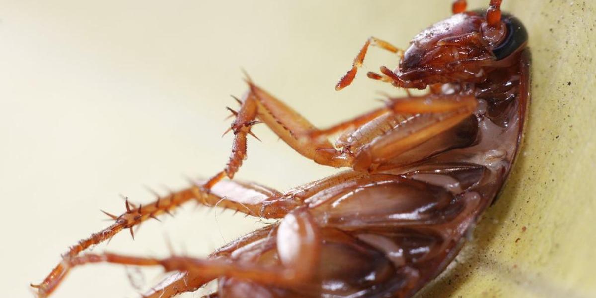 Fotografía de una cucaracha
