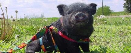 Cerdo vietnamita
