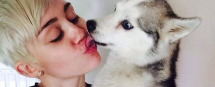 Miley Cyrus llora la muerte de su perro Floyd