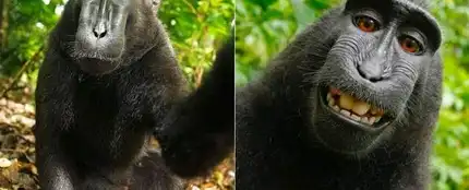 'Selfie' del mono 'Naruto' 'Selfie' del mono 'Naruto'