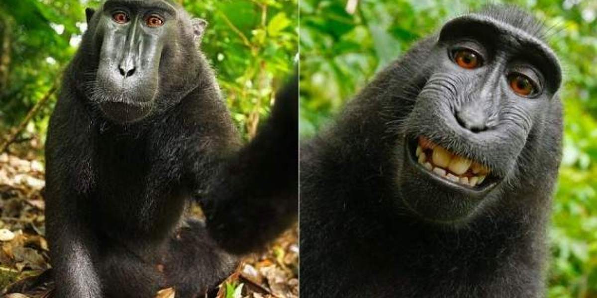 'Selfie' del mono 'Naruto'