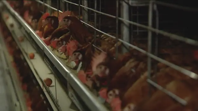 Gallinas