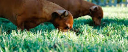 Perros en jard&iacute;n