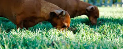 Perros en jardín Perros en jardín