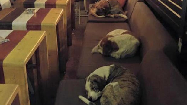 Perros callejeros durmiendo en una cafetería
