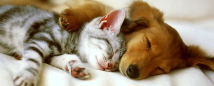 Un perro y un gato durmiendo 